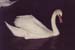 austria_154